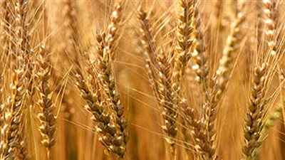 توريد 189 ألفًا و593 طن قمح بـ