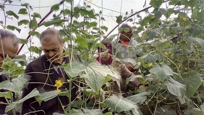 «الدقهلية بلد الأورجانيك».. 24 ألفا و990 صوبة زراعية وبلقاس الأولى على الجمهورية