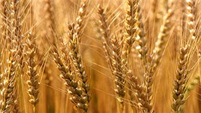 توريد 77 ألفًا و241 طن قمح بقنا