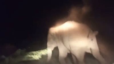 فيل شارد يهاجم سيارة مسئولي الغابات الهندية (فيديو)