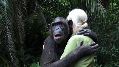 بالفيديو والصور.. أروع مشاهد عيد الحب.. قردة تعانق سيدة أنقذتها من الموت