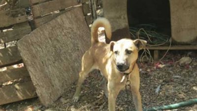 كلب ضال يقتل طفلا بالقليوبية