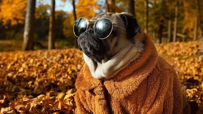 كلاب لكن أغنياء.. الحياة المترفة لنجوم إنستجرام من الكلاب (صور)