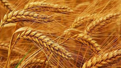 إيران تشتري 60 ألف طن قمح جديدة