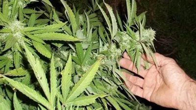 دراسة: القنب يشكل أملا جديدا في علاج الذهان