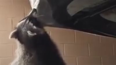 إنقاذ راكون مشنوق بغطاء سيارة (فيديو)