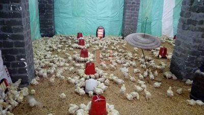 أمراض الشتاء تهدد مزارع الدواجن بالوادي الجديد (صور)