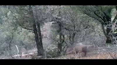 تصرف غريب لقطيع خنازير بعد نفوق أحدهم (فيديو وصور)