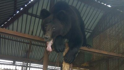 ذراع امرأة يصبح وجبة دب في الكريسماس (فيديو وصور)