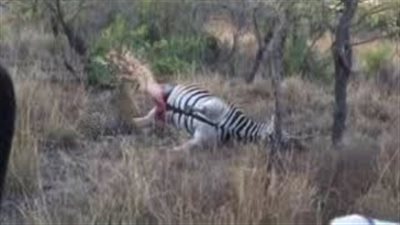 صدمة نمر بسبب حمار نافق (فيديو وصور)