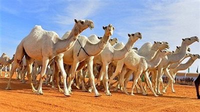 بفارق 843.. الإفراج عن 1486 رأس إبل قادمة من السودان إلى أسوان