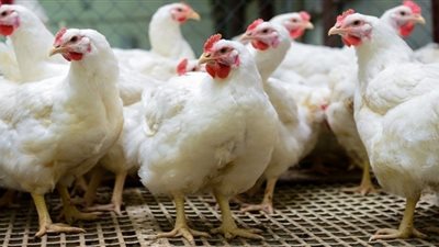 أسعار الدواجن اليوم 26 / 12 / 2018.. و«البيضاء» تسجل 25 جنيها