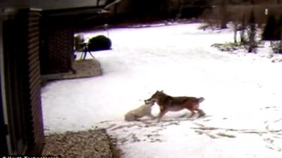 لحظة مهاجمة ذئب بري كلبا أمام منزله (فيديو وصور)