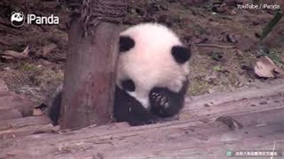 باندا تقاوم النوم بشكل طريف (فيديو وصور)