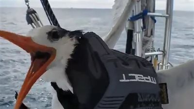 صياد يخنق طائرا ويصور المشهد لمتابعيه (صور)