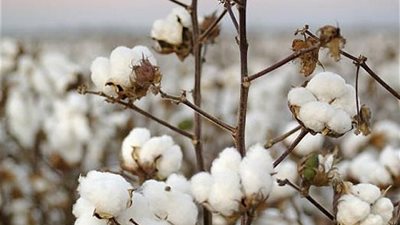 «الإحصاء»: 46% ارتفاعًا في صادرات القطن المصري