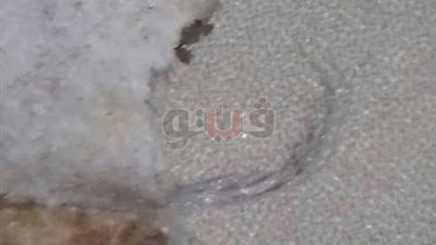 مواطنة تعثر على أجسام صلبة في رغيف خبز بكفر الشيخ (صور)