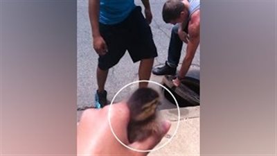 بالفيديو.. مشاهد رائعة تبرز رحمة الجنس البشري بالحيوان