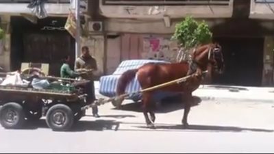 حصان يرقص على أغاني المهرجانات بأحد شوارع الإسكندرية (فيديو)