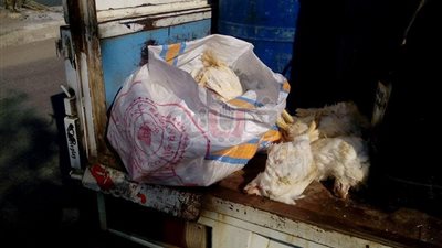 ضبط ٣٠٠ دجاجة نافقة قبل طرحها بالأسواق في بورسعيد (صور)