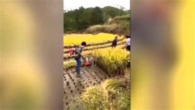 بالفيديو.. فلاح ذكى يخترع أسرع آلة لحصاد الأرز