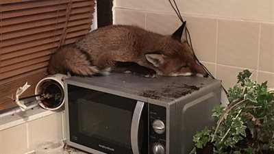 ثعلب يقتحم منزلا ويختبئ في الميكروويف بحثا عن الدفء (فيديو وصور)