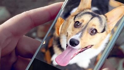 3 تطبيقات لمحبي الحيوانات الأليفة