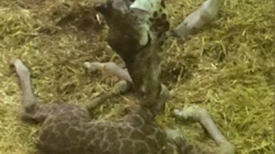 ولادة زرافة نادرة بحديقة حيوان بريطانية بالكريسماس (فيديو وصور)