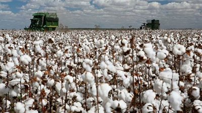 صرف 1400 جنيه لفدان القطن تعويضًا للفلاحين بالشرقية