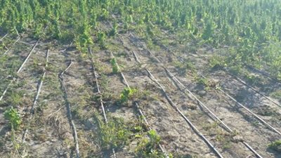 «أم الرضا» تعيش مشاهد فيلم الأرض في دمياط بعد انقطاع مياه الري