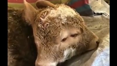 حالة ولادة نادرة لعجل برأسين في الصين (فيديو)
