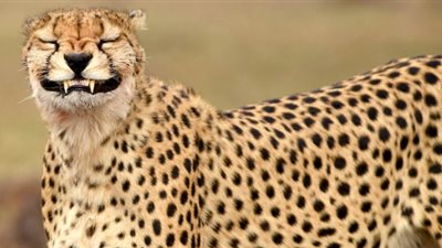 سر ابتسامة فهد في محمية طبيعية بكينيا