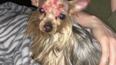 شاب يشوه كلب حبيبته بالمياه الساخنة ثم يضعه بالفريزر (صور)