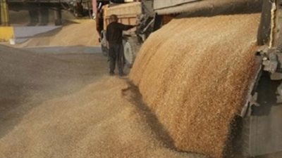 وصول 124 ألف طن قمح لميناء الإسكندرية