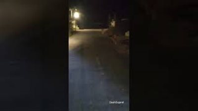 لحظة هجوم عجل صغير على أسد وإجباره على الهروب (فيديو)