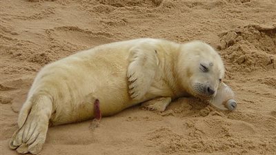 كلب بحر حديث الولادة يستخدم زجاجة بلاستيكية كوسادة (صور)