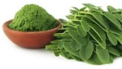 هاني الناظر ينصح النساء بتناول «المورينجا» يوميا.. تعرف على السر