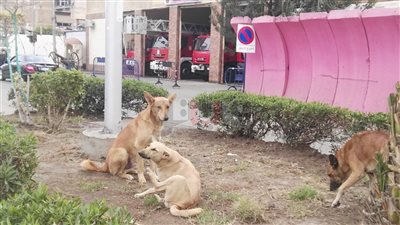 أهالي الشرق في بورسعيد يشتكون انتشار الكلاب الضالة (صور)