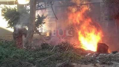 مجزرة جماعية للأشجار بالدقهلية.. الأهالي: حماية لنا من حوادث الطرق وتثبت التربة.. البيئة: الحبس والغرامة عن كل شجرة.. الري: ملك لأصحاب الأراضي ولا يحق قطعها دون زراعة بديل