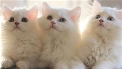 بريطانيا تحظر بيع القطط والجراء دون عمر 6 أشهر