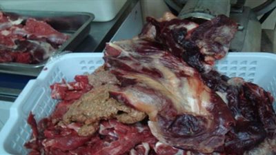 ضبط ٢٠٠ كيلو لحم ضأن فاسدة في بورسعيد