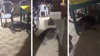 سلحفاة تفاجئ مصيفين بمحاولة وضع البيض داخل مطعم على الشاطئ