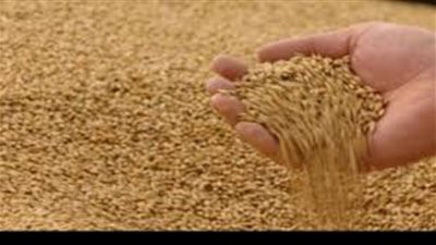 توريد 192 ألف طن قمح بـ