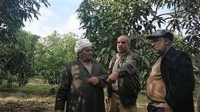 مدير عام مكافحة «زراعة الإسماعيلية» يتفقد مزارع المانجو (صور)