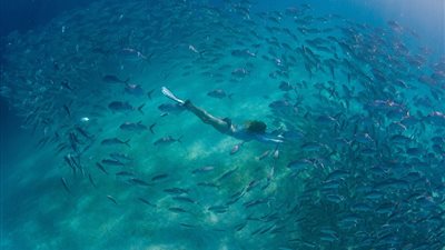 بالصور.. لقطات ساحرة لدوامات الأسماك تحت مياه المحيط