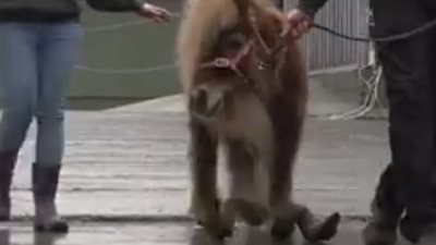 مأساة حصان لم يقص حوافره لعشرة أعوام (فيديو)