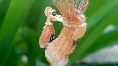 لقطات مخيفة ونادرة لعنكبوت يغير جلده (فيديو وصور)