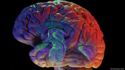 دراسة حديثة: أغلب الأشخاص يحملون صفات ذكورية وأنثوية في المخ