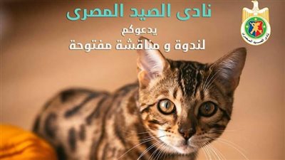 الخميس.. ندوة في الصيد لعلاج أزمة انتشار القطط