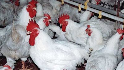 مجزآت الدواجن المستوردة كارثة تغزو الأسواق